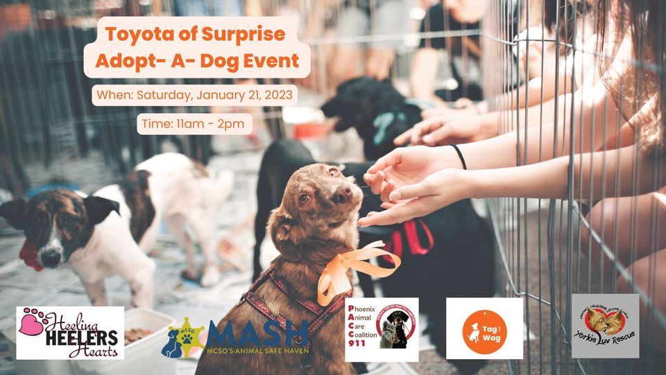 Toyota Of Surprise Adopt A Dog Event 13543 N Autoshow Ave Surprise toyota-of-surprise-adopt-a-dog-event-13543-n-autoshow-ave-surprise