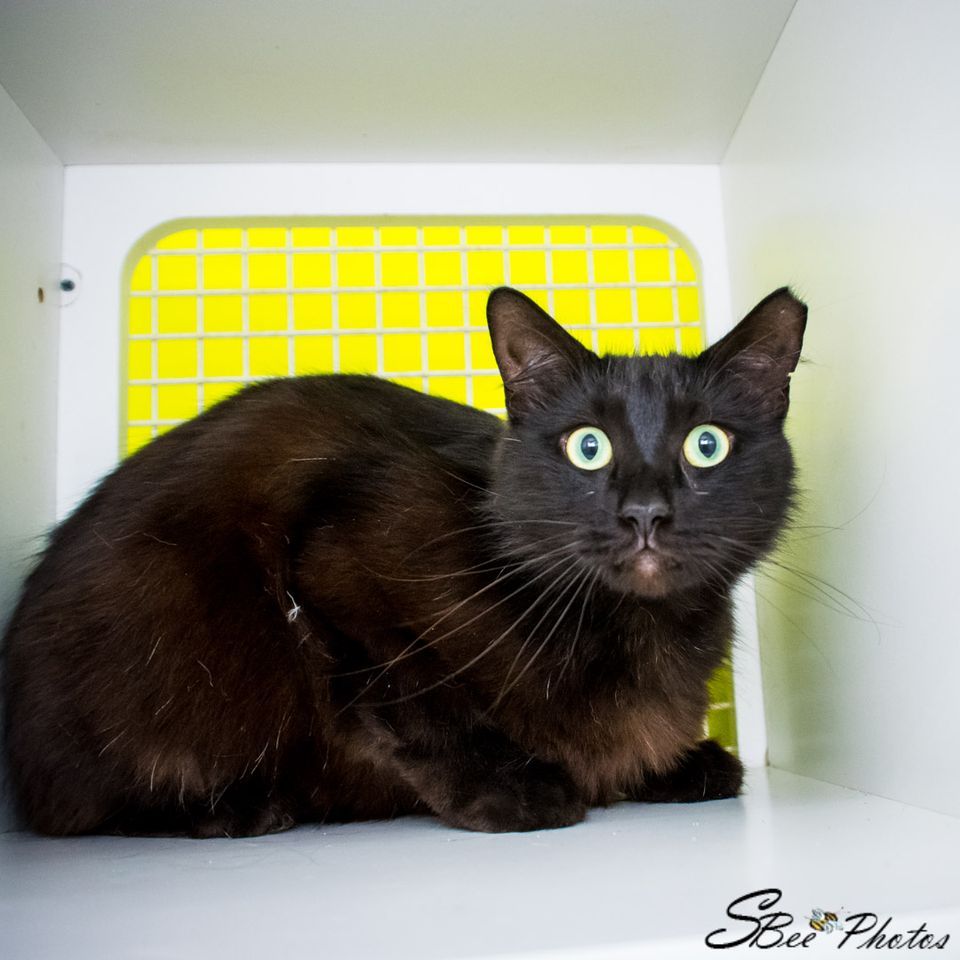 Saturday Adoptions at Loop Petco 124 pm, 3246 N John Young Pkwy