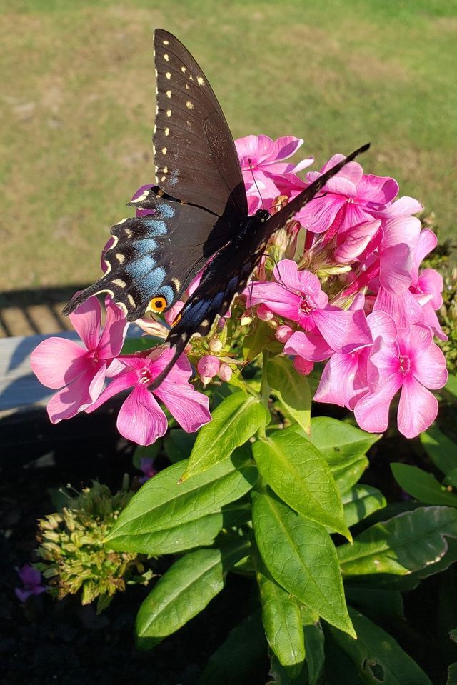 Butterfly BINGO, Hammocks Beach State Park, Swansboro, April 30 2023