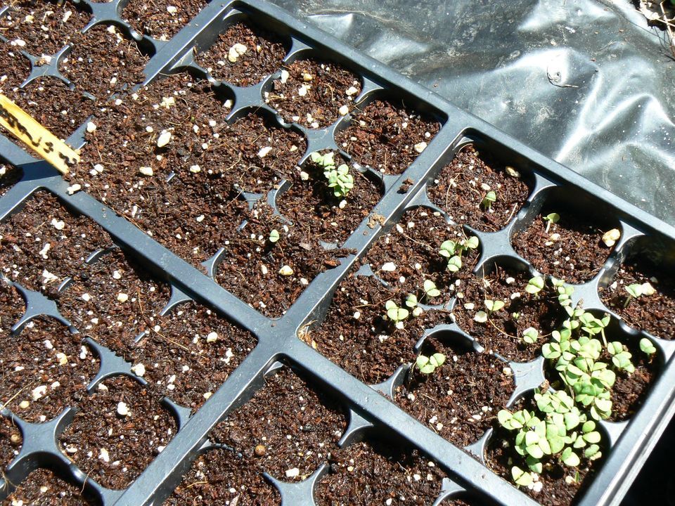 Cold Frames and Seed Starting, Broad Ripple Park Indy Parks and