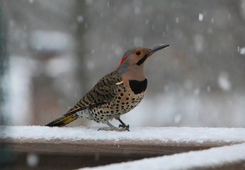 February Bird Monitoring Great Backyard Bird Count At Audubon