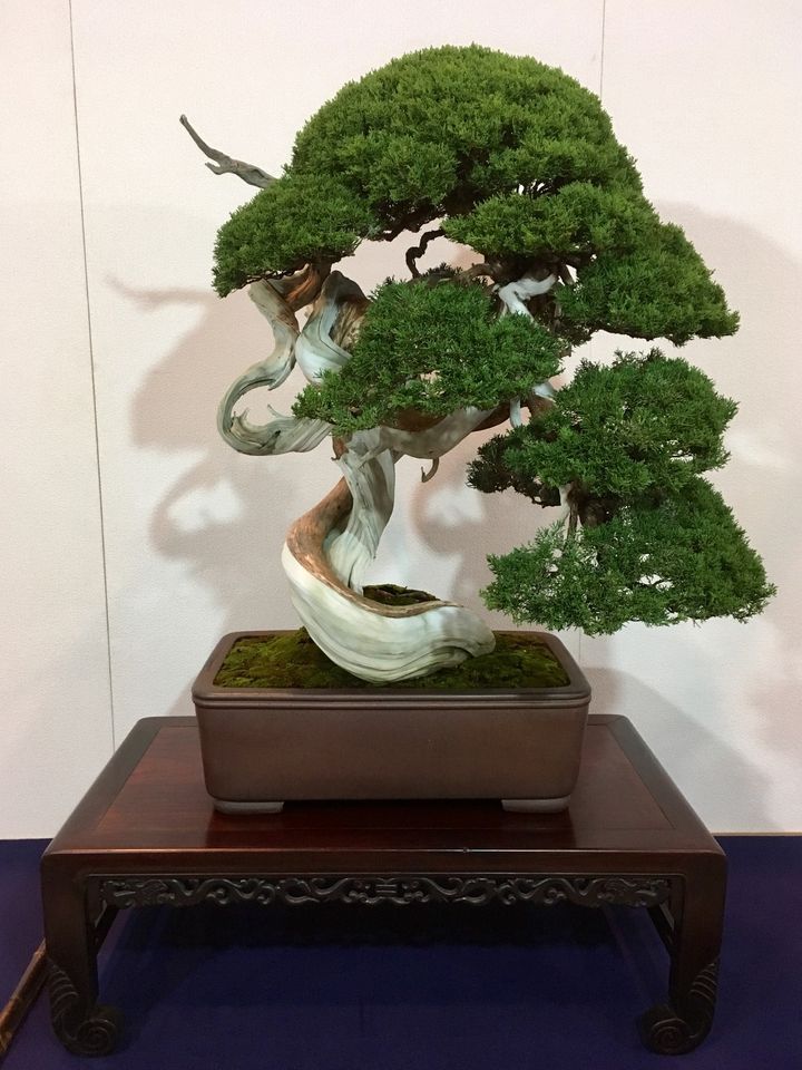 Introduction to the Art of Bonsai, For Garden's Sake, Durham, May 21