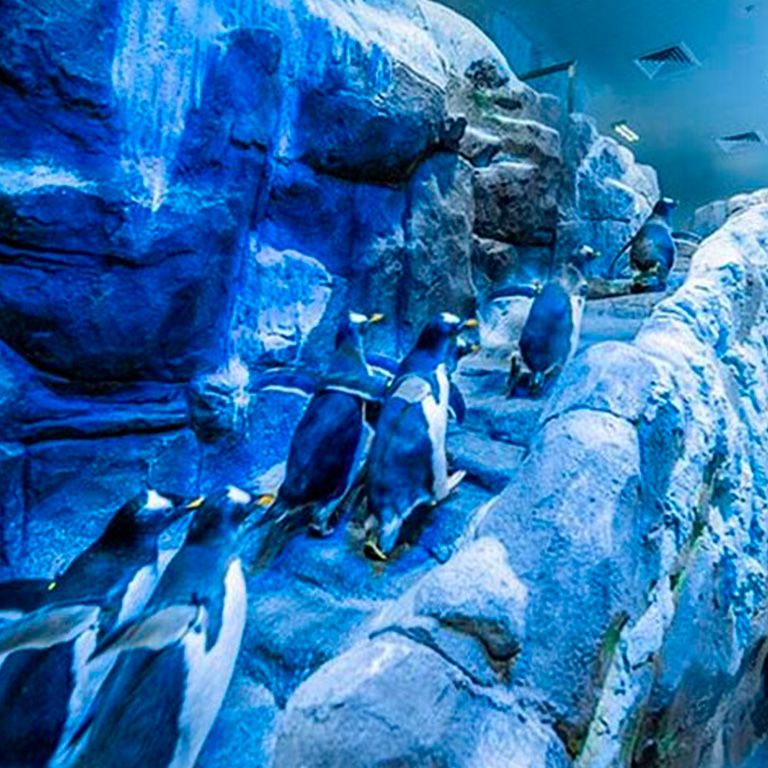 Dubai Aquarium and Underwater Zoo with Penguin Cove Ticket, Dubai