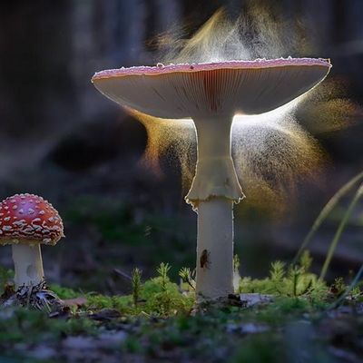 2022 Georgia Mushroom Festival W Psilocybin Forum Talks Forays 100 Davis Road Southwest Cave Spring May 21 To May 23 Allevents In Mushroom Festival 2022