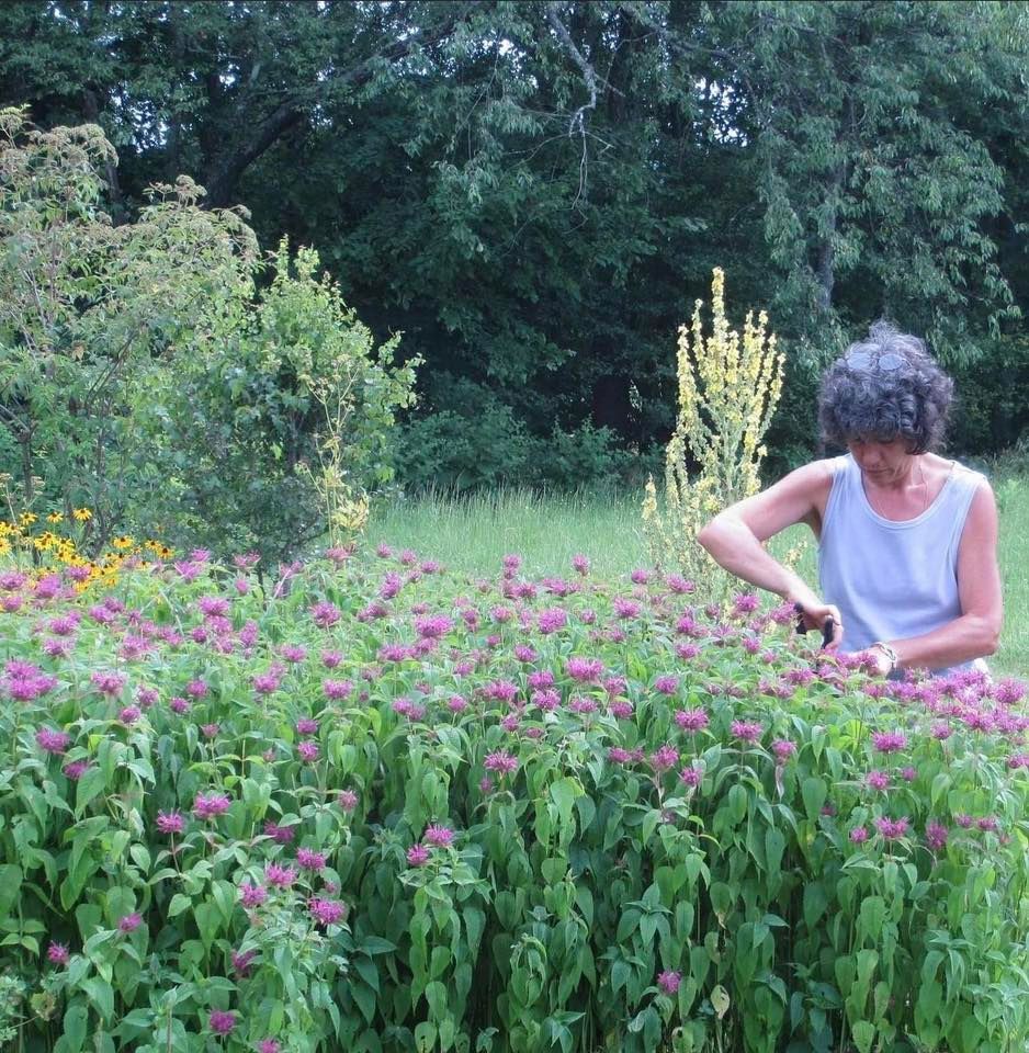 Herbal Q & A with local herbalist Leslie Alexander, Meadville, Pennsylvania, June 13 2023
