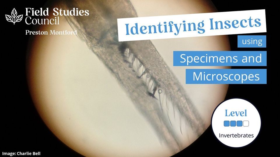 Identifying Insects Using Specimens and Microscopes – MMU, Preston ...
