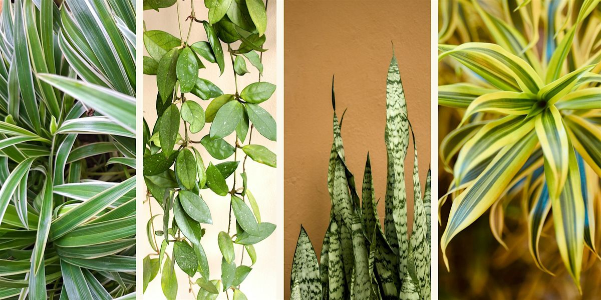 FAST Class: Easy Houseplants for Beginners, 13 December | Event in Dallas | AllEvents