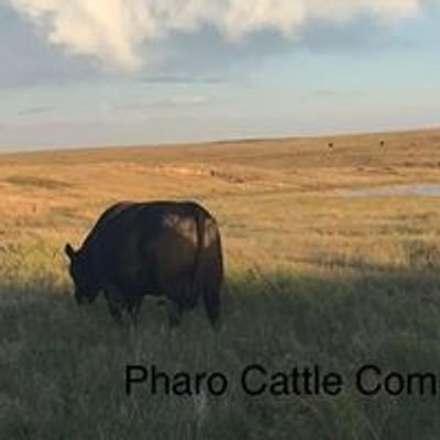 Pharo Cattle Company