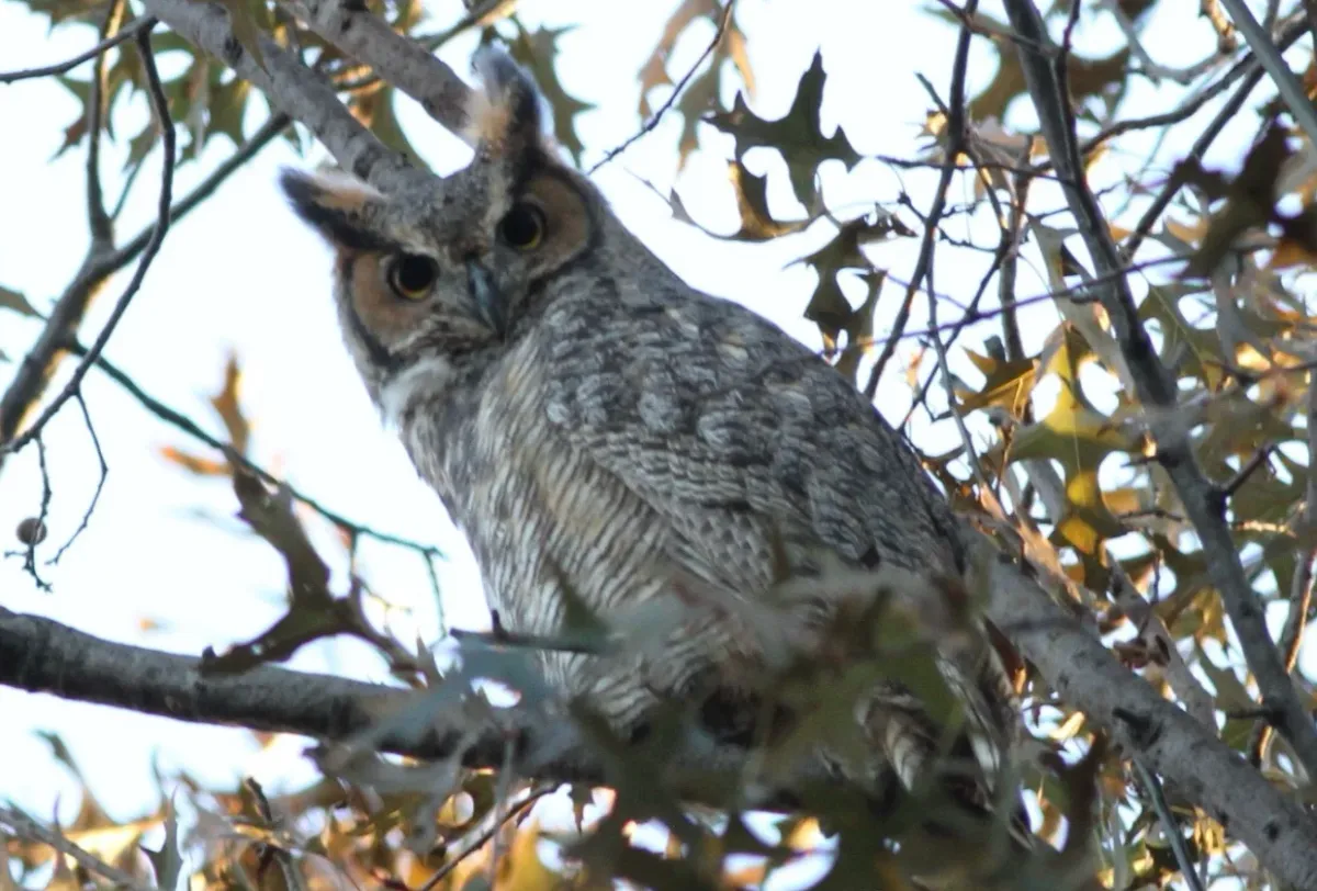 Central Park Fall Bird Walk, 18 October | Event in Manhattan | AllEvents