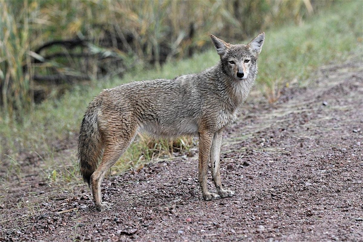 Coexisting with Coyotes, 29 November | Event in Toronto | AllEvents