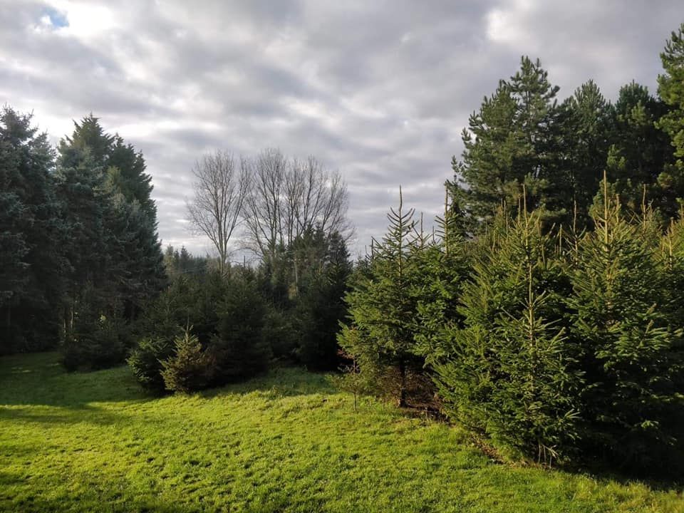 Pick your own Christmas tree ? , Bulby, Melton Mowbray, December 10