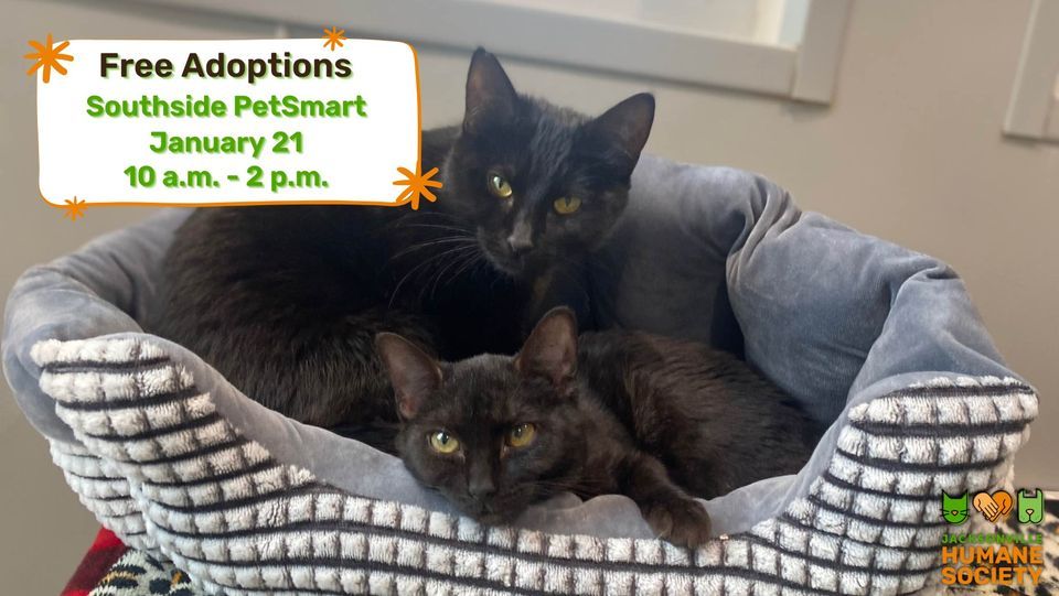 Free Feline Adoption Event Southside PetSmart, PetSmart (Jacksonville
