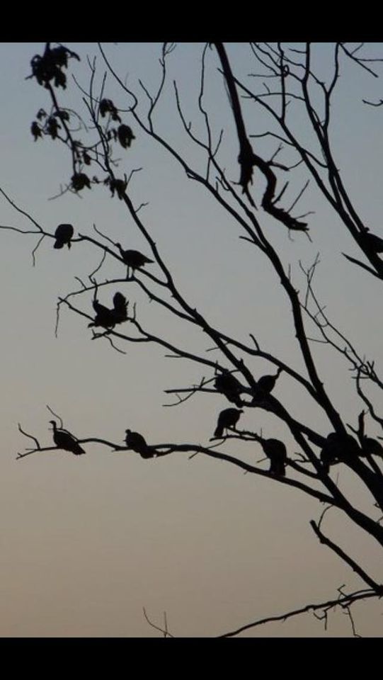 County NWTF Banquet, Rocky Creek Catfish, Lucedale, February 21