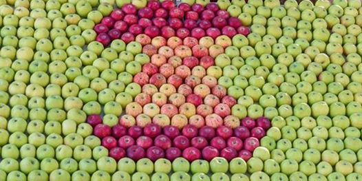 Image result for apple gravenstein