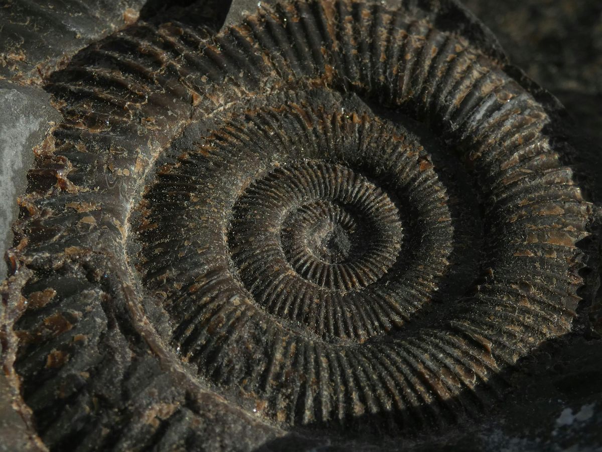 Fossil Fun