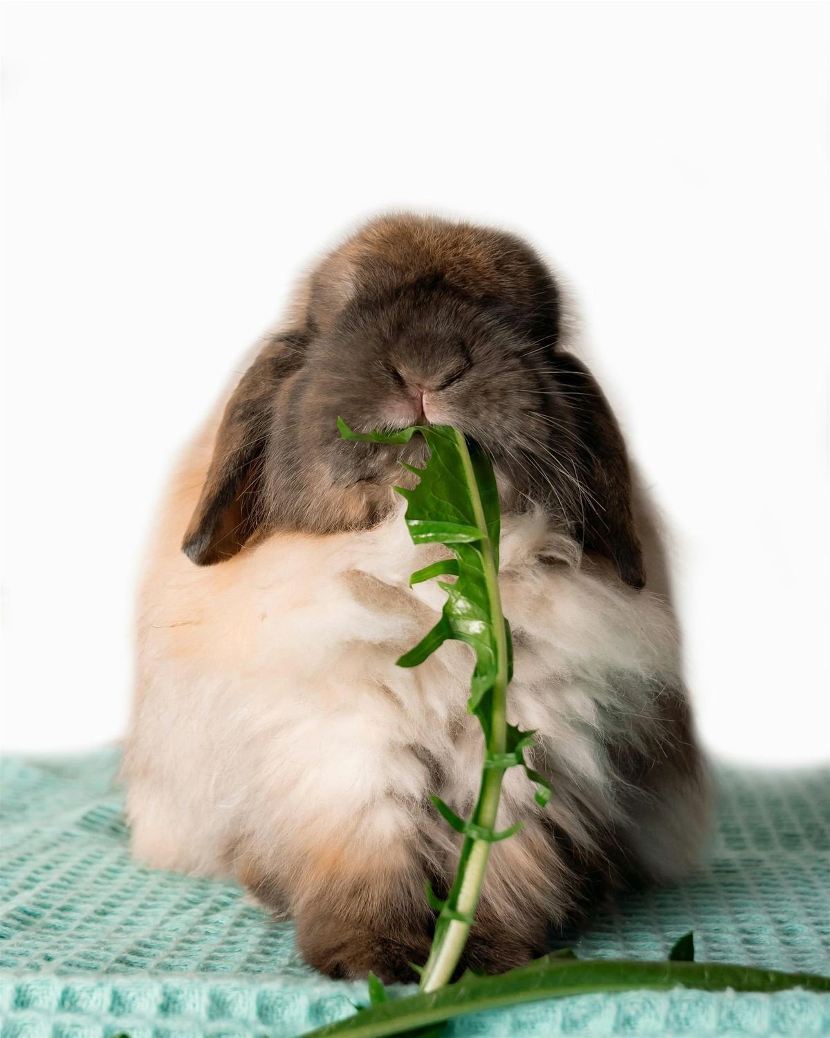 Bunnies and Bites, 3 January | Event in Burlington | AllEvents
