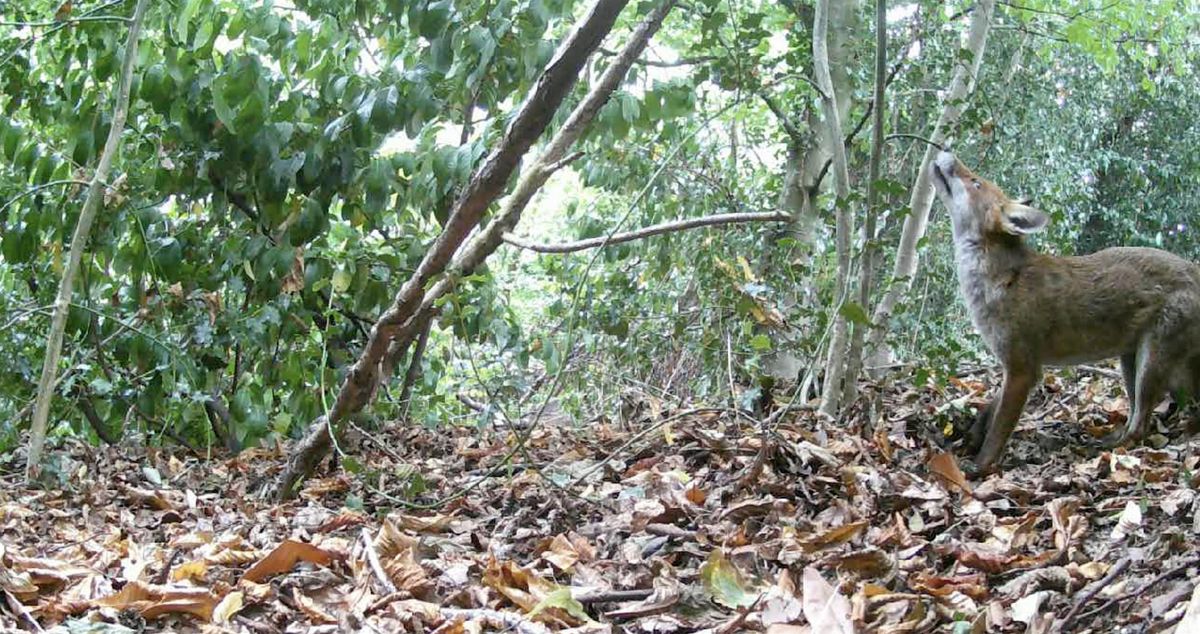 Wildlife Walks for Wellbeing, 7 March | Event in Wrexham | AllEvents