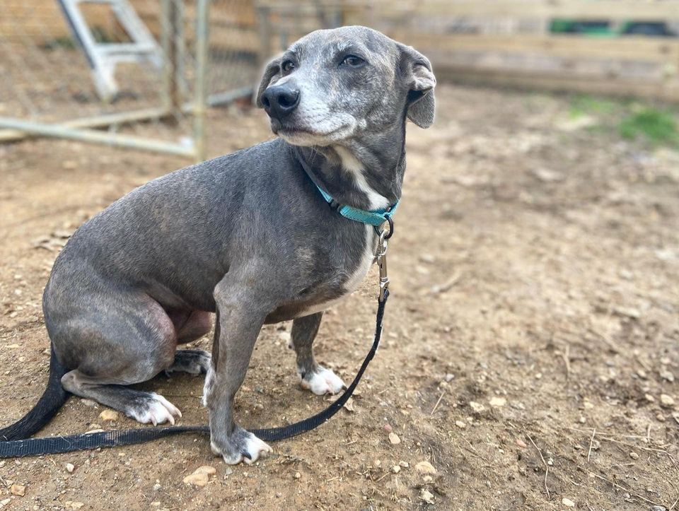 Adoption Event Petsmart Central Park, PetSmart (Fredericksburg, VA