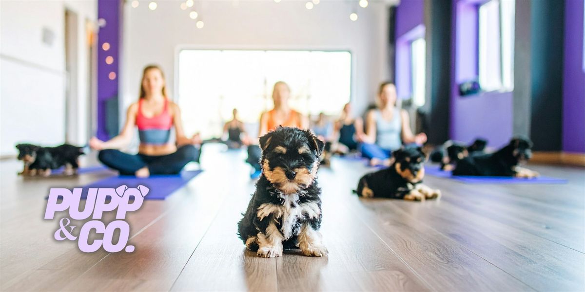 Puppy Yoga in Leamington Spa, 13 December | Event in Royal Leamington Spa | AllEvents