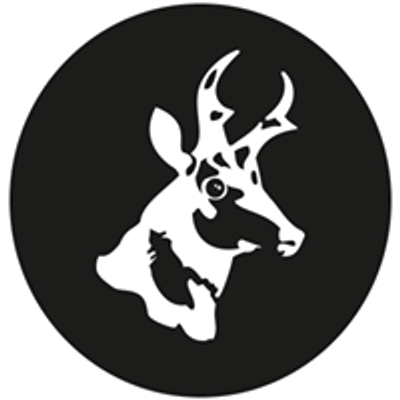 Pronghorn