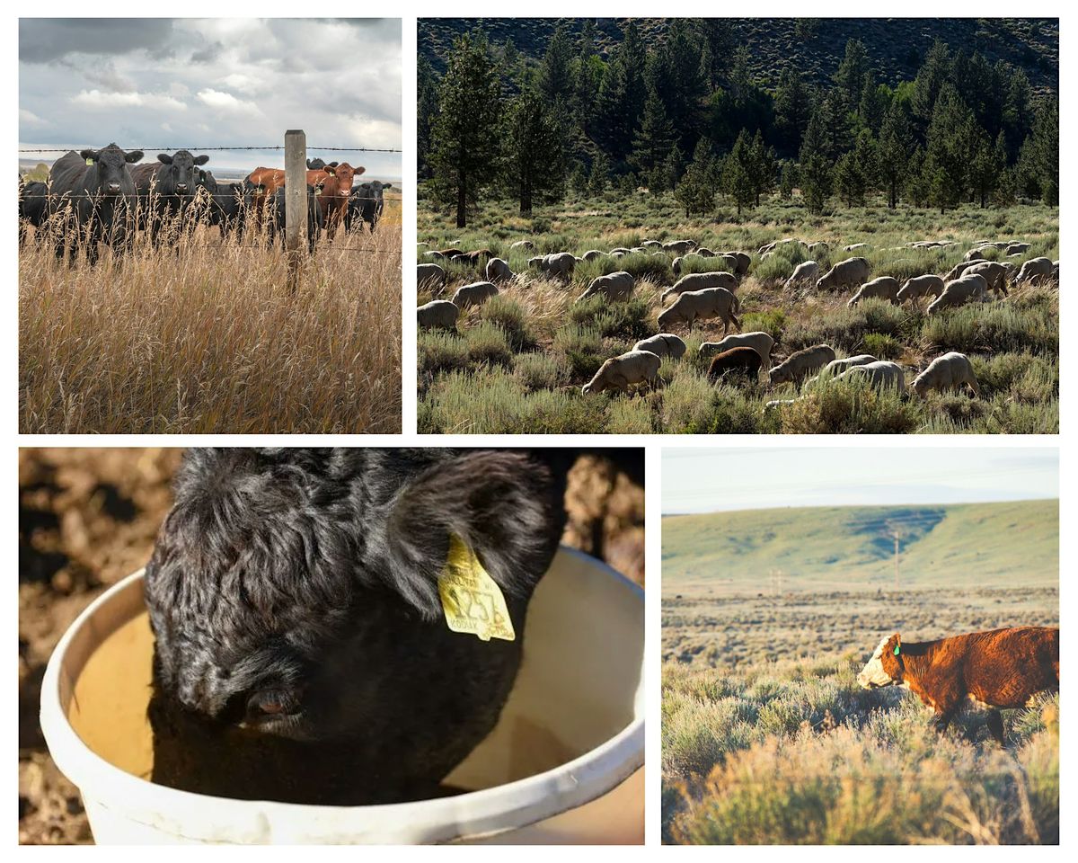 Rich County Cattle and Forage School, 11 February | Event in Laketown | AllEvents
