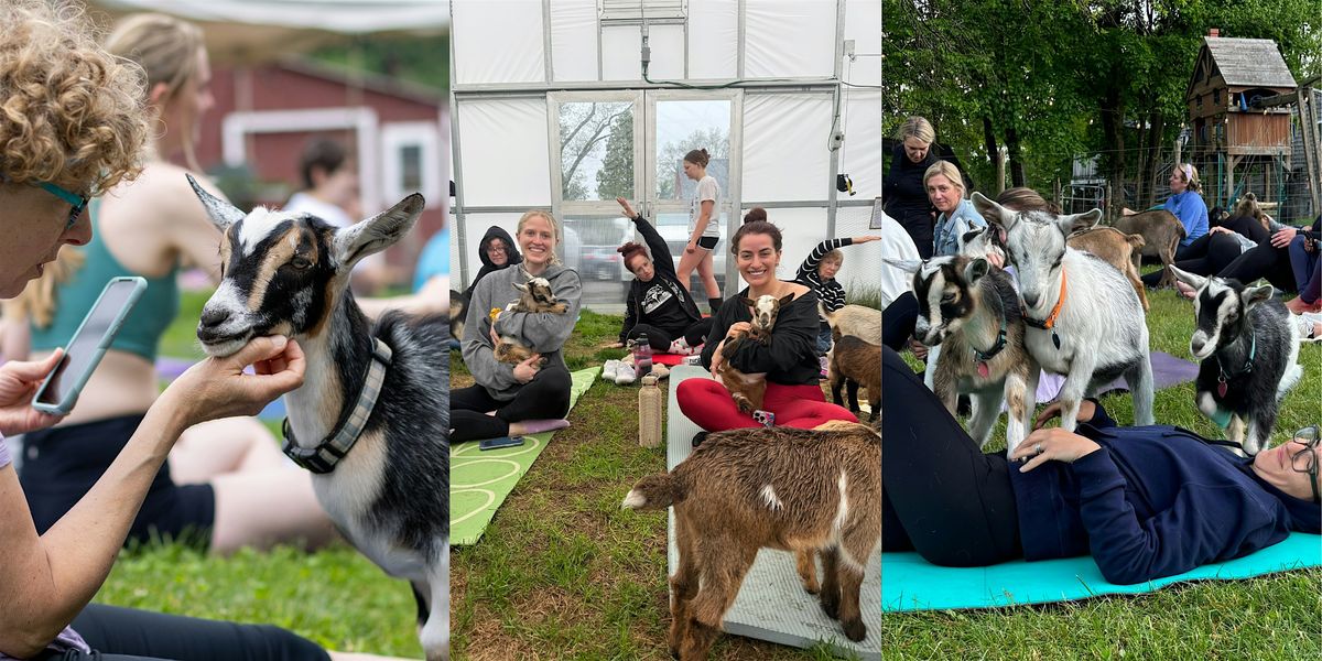 Happy Goat Ranch Baby Goat Yoga at Happy Goats Farm, Happy Goats Farm, Holliston, 26 ...
