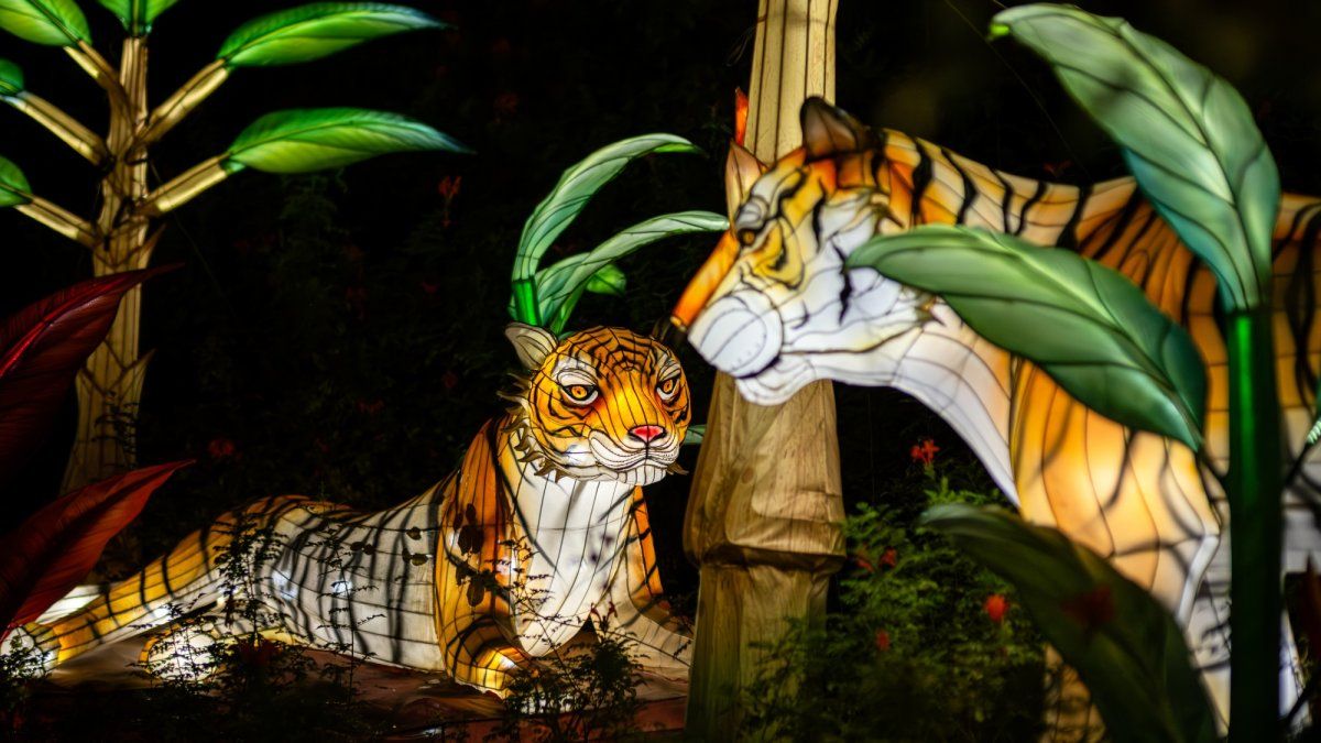 Parking Glass Tiger, 26 March | Event in Prince Albert | AllEvents