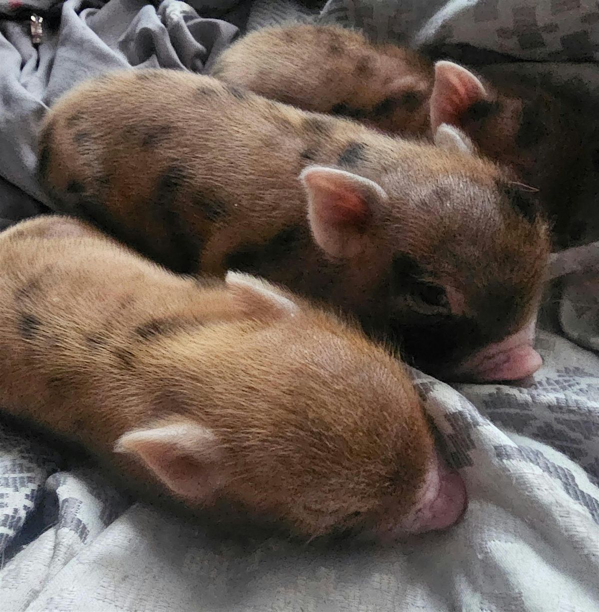 Mini pig yoga!