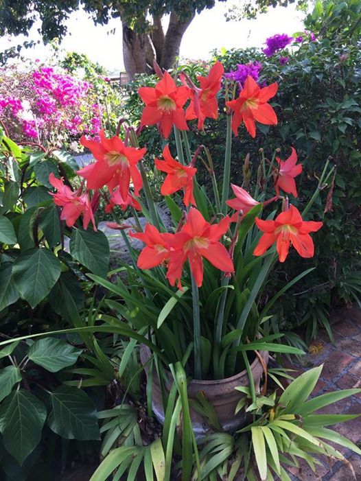 2020 Flower And Garden Show At Antigua Barbuda Horticultural Society Saint Johns