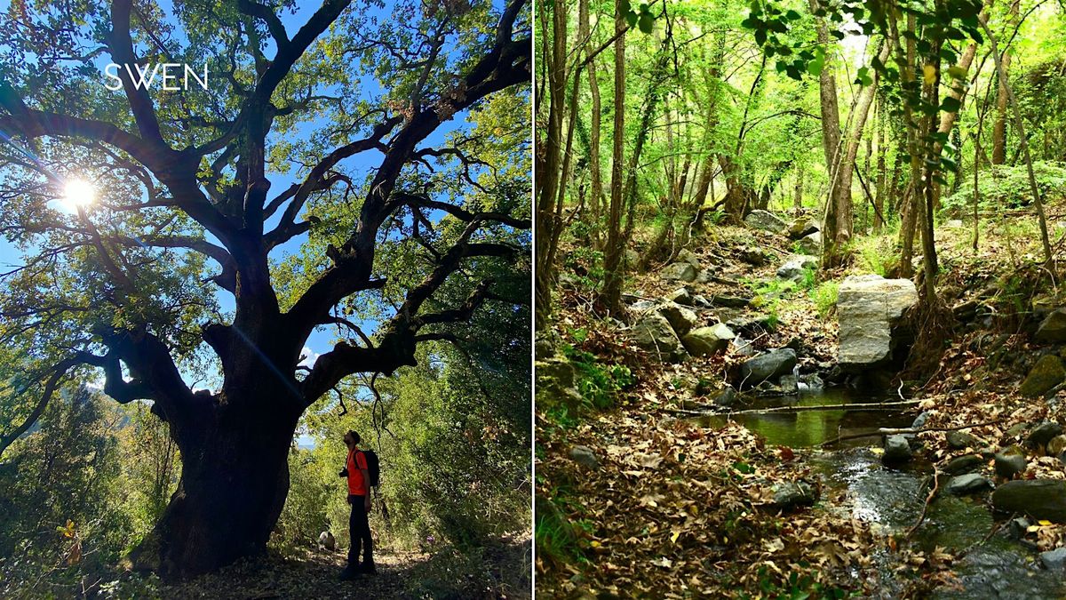 Πεζοπορία στις Καρυές Λακωνίας: Μονοπάτι Βελανιδιάς (Caryatides Trail #7), 23 November