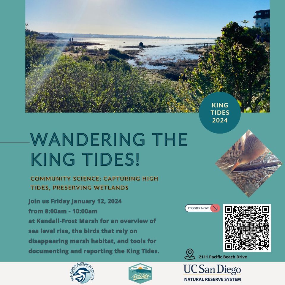 Wandering The King Tides Kendall Frost Reserve San Diego January 12 wandering-the-king-tides-kendall-frost-reserve-san-diego-january-12