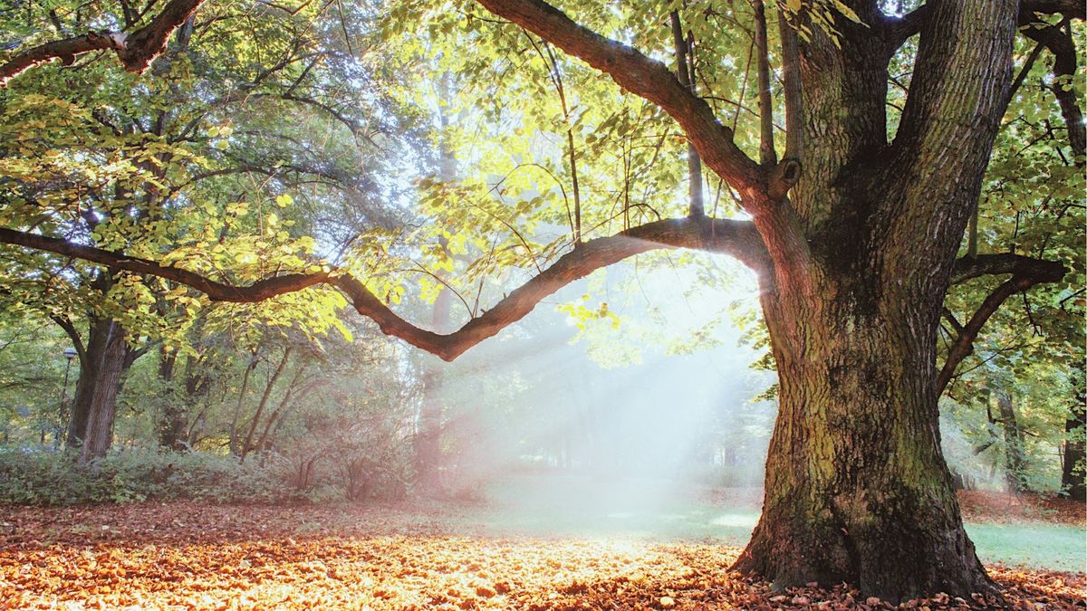 Rooted & Rising: Strength in Your Family Tree- 2/7, Sat www.maryjoseph ...