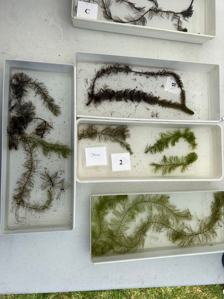 Invasive Aquatic Plant ID 7 Lakes Alliance, Belgrade, August