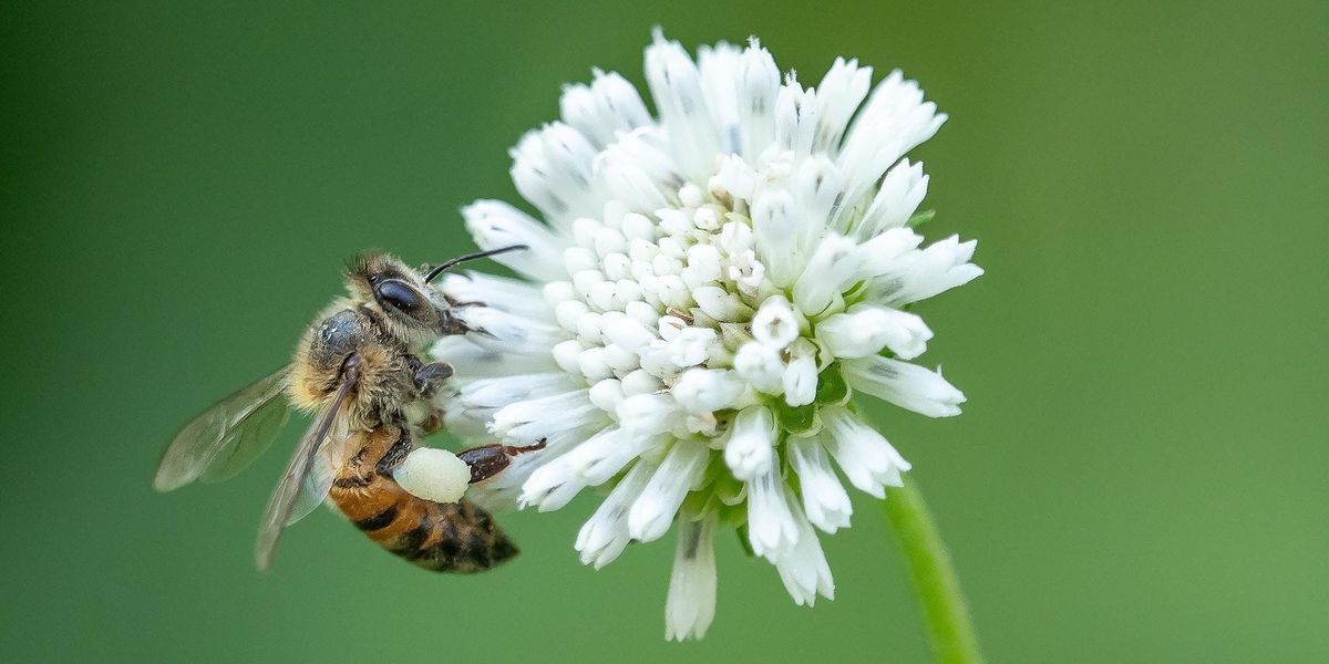 Backyard Beekeeping For Beginners At Coburg Library Coburg