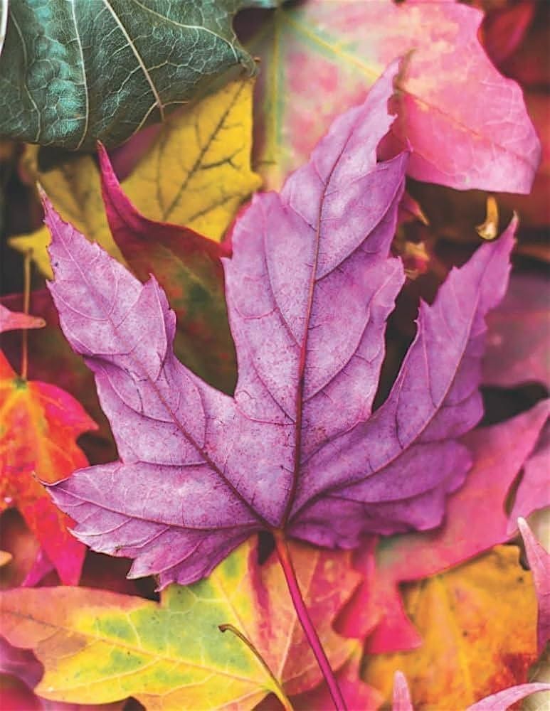 Heart on Paper: Journaling as a Path to Inner Wisdom, 5 December | Event in Oakland | AllEvents