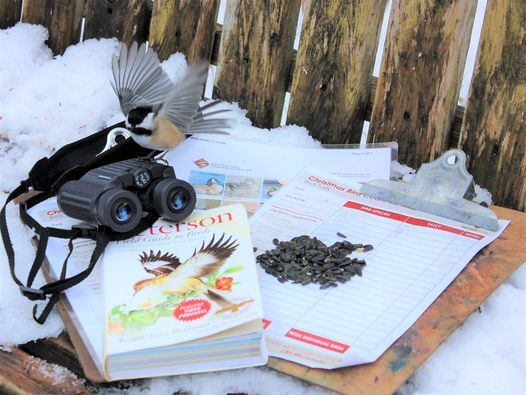 2022 Christmas Bird Count Dates Christmas Bird Count For Kids At Wye Marsh, January 8 2022 | Online Event |  Allevents.in