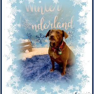 Winter Holiday Pictures benefiting Tails of Hope Dog Rescue, Camp Bow