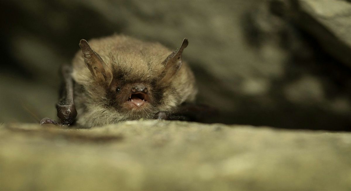 Bats for Beginners, 17 April | Event in Dorking | AllEvents
