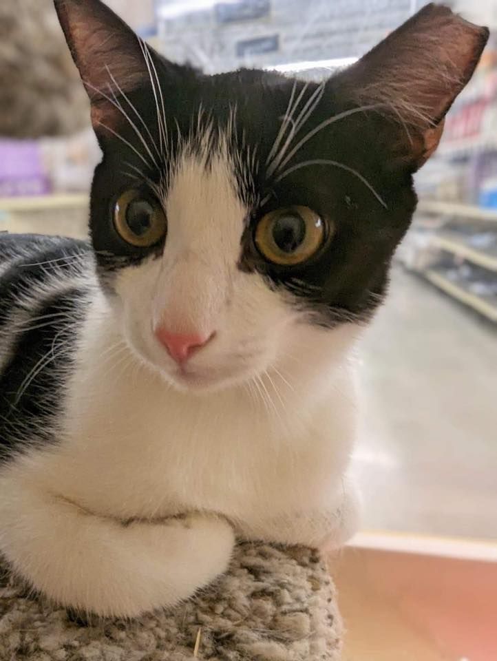Caterday Adoptions PetSmart Fort Jackson, 4400 Fort Jackson Blvd, Columbia, SC 292091006