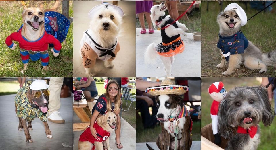 Doggie Halloween Costume Contest , Vallensons' Brewing Company, Pearland, October 29 2023