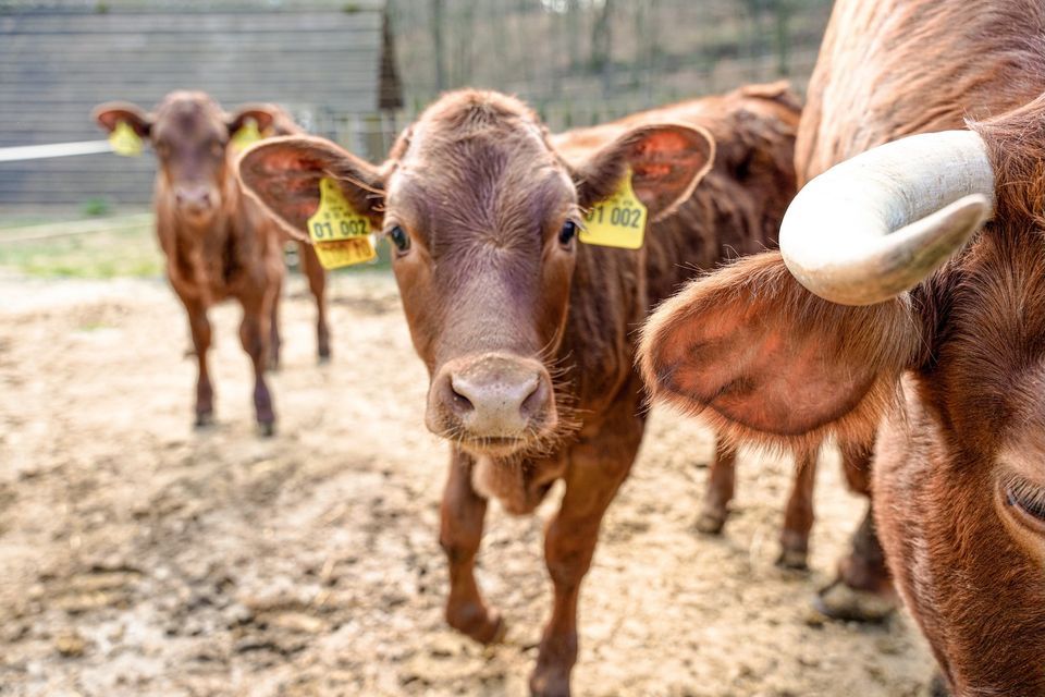 Alte Tierrassen im Museum, LVRFreilichtmuseum Lindlar, 27 April 2024