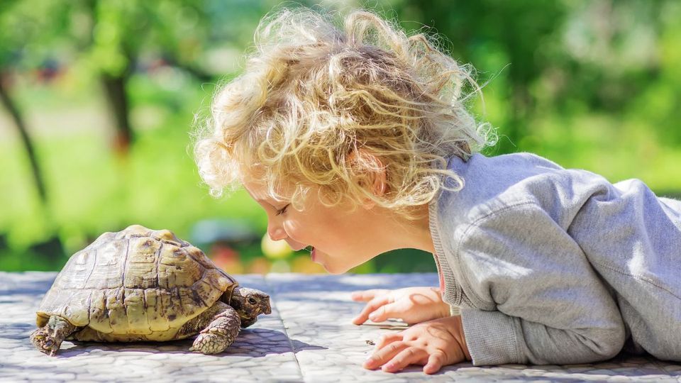 Free Reptile Experience, Dapto Mall, Wollongong, January 15 2024