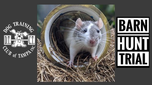 Labor Day Weekend 2021 In Tampa Parades Things To Do In Tampa Tampa Labor Day Weekend 2022