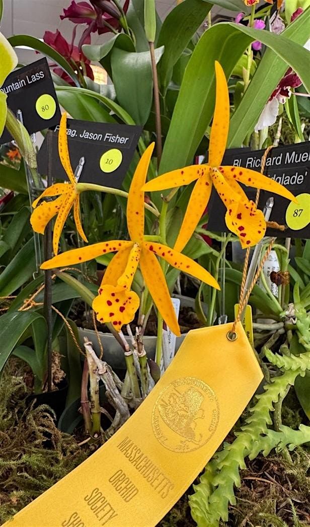 Orchid pests and diseases- common pests and healthy solutions, 13 January | Event in Winchester | AllEvents