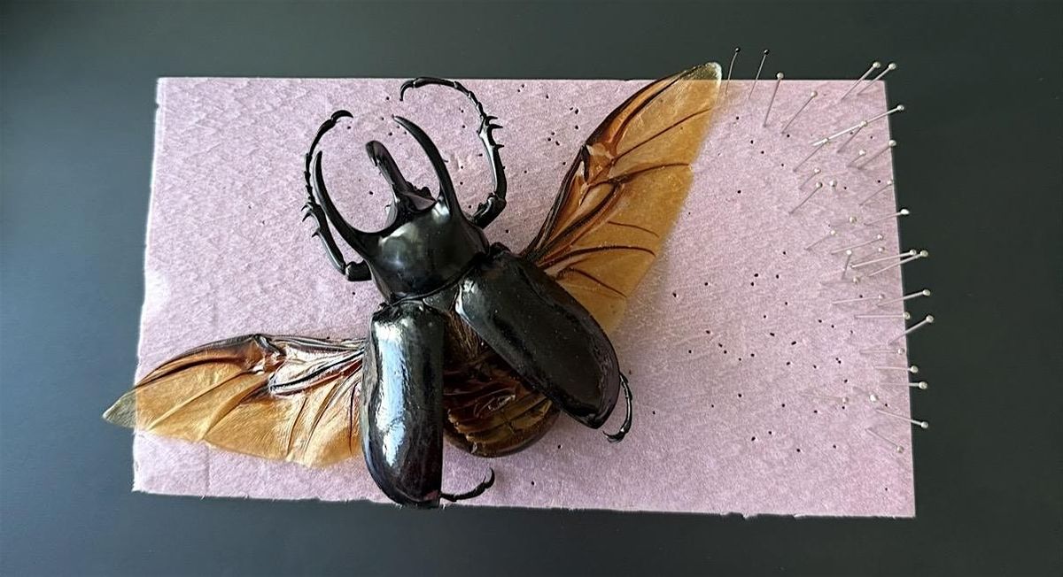 Beetle Pinning Workshop