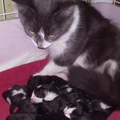 Parkside Veterinary Group
