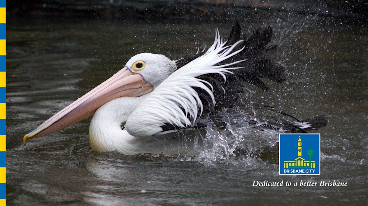 Bush Kindy - World Wetlands Day, 3 February | Event in Chermside West | AllEvents