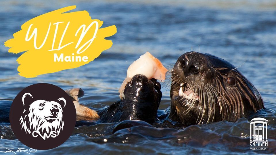 Center for Wildlife Studies "Wild Maine" Series What Have Sea Otters