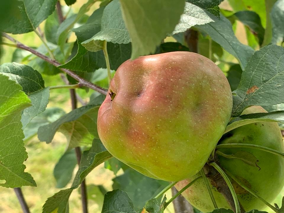 Growing and Enjoying Fruiting Plants in Your Landscape, Bridge Gardens