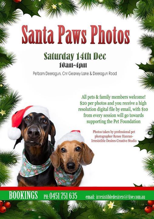 Santa Paws Photos At Petbarn Deeragun Beach Holm